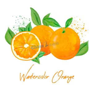 矢量食品果蔬-彩绘新鲜橙子矢量素材