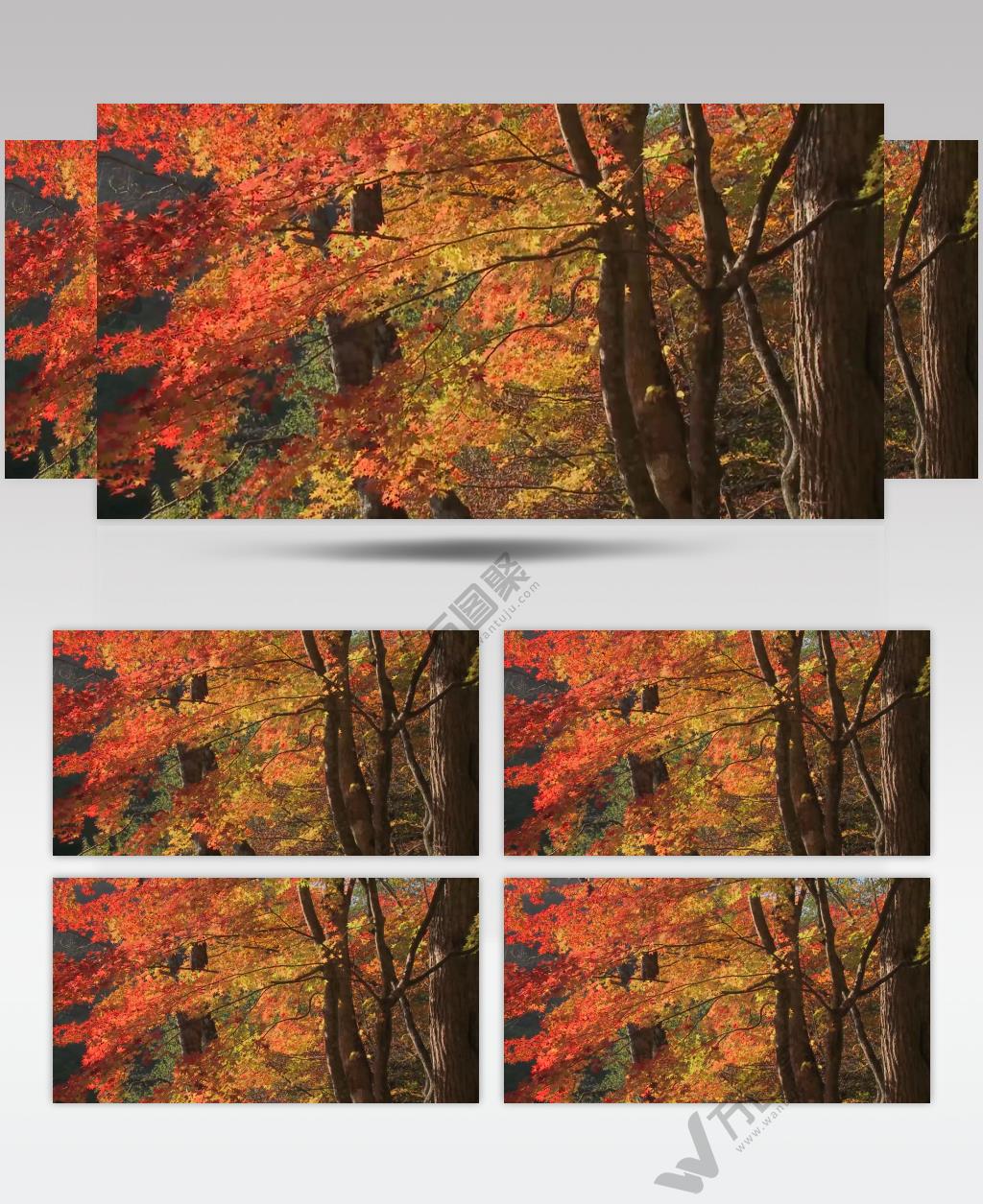 树林树木秋天风景 AM053-2植物 视频下载