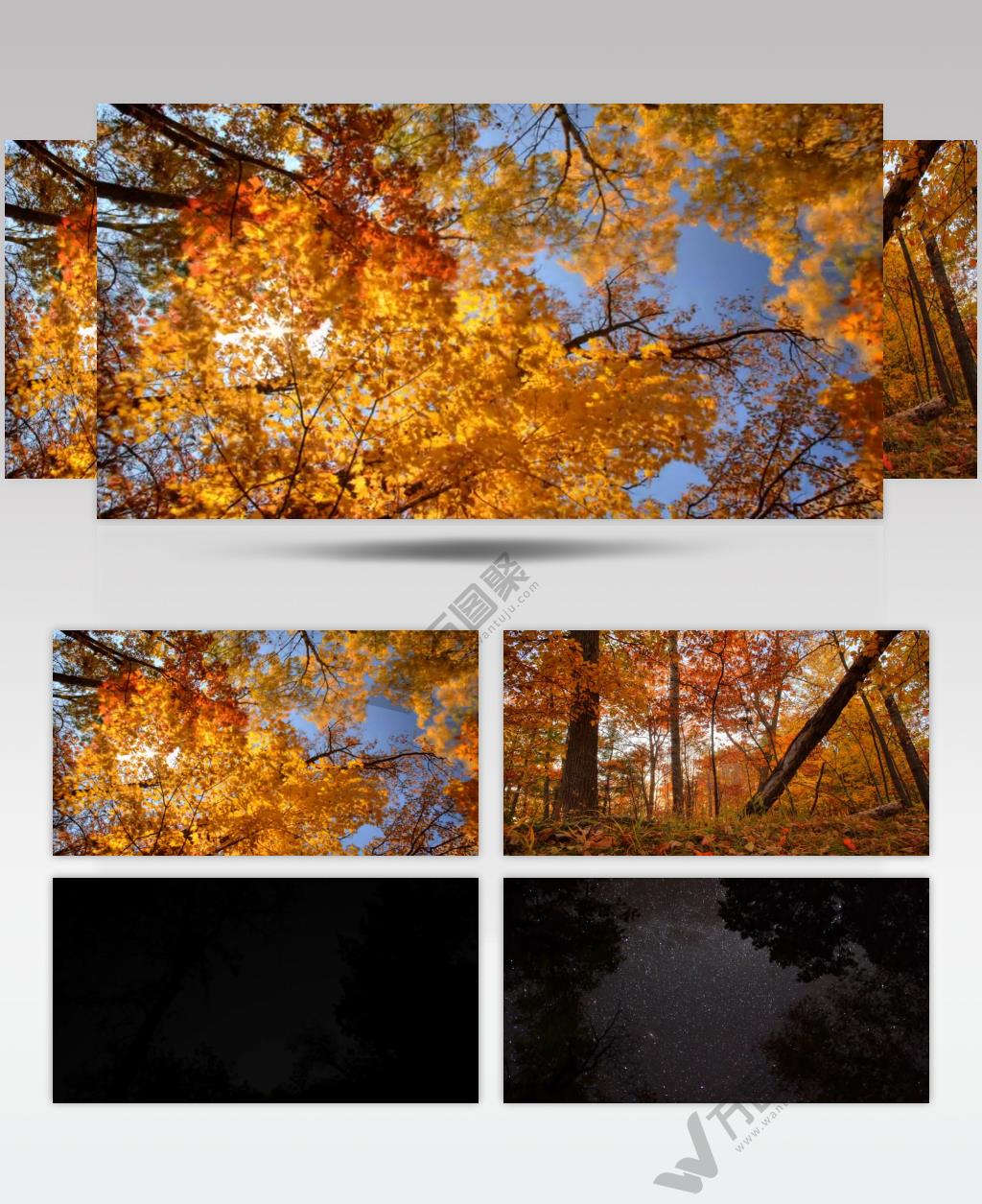 树林树木秋天风景 AM053-1植物 视频下载