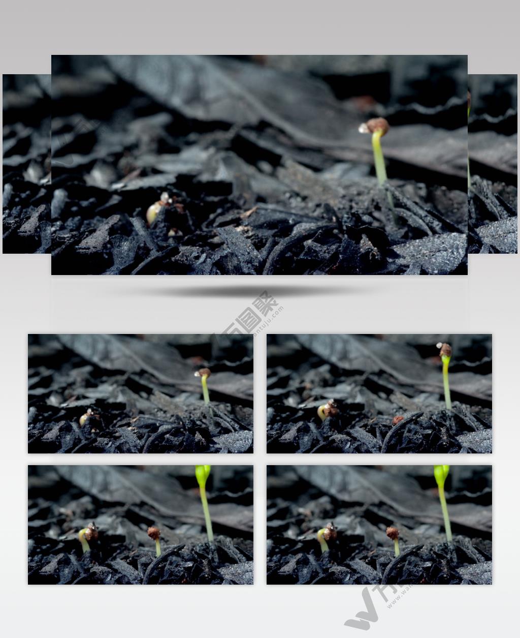 0664-嫩芽快速生长2(灰烬后的废墟上) 15-植物快速生长-1