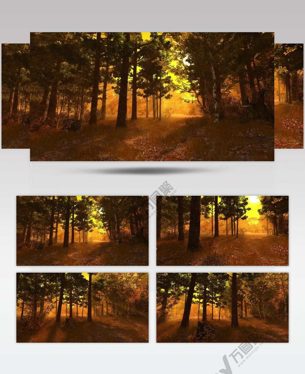 树林树木秋天风景 AM053-36植物 视频下载