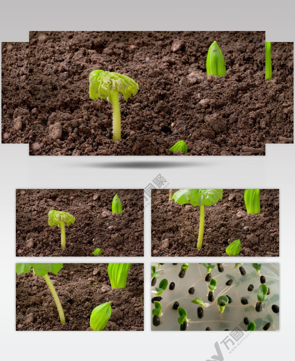 0663-嫩芽快速生长1 15-植物快速生长-1