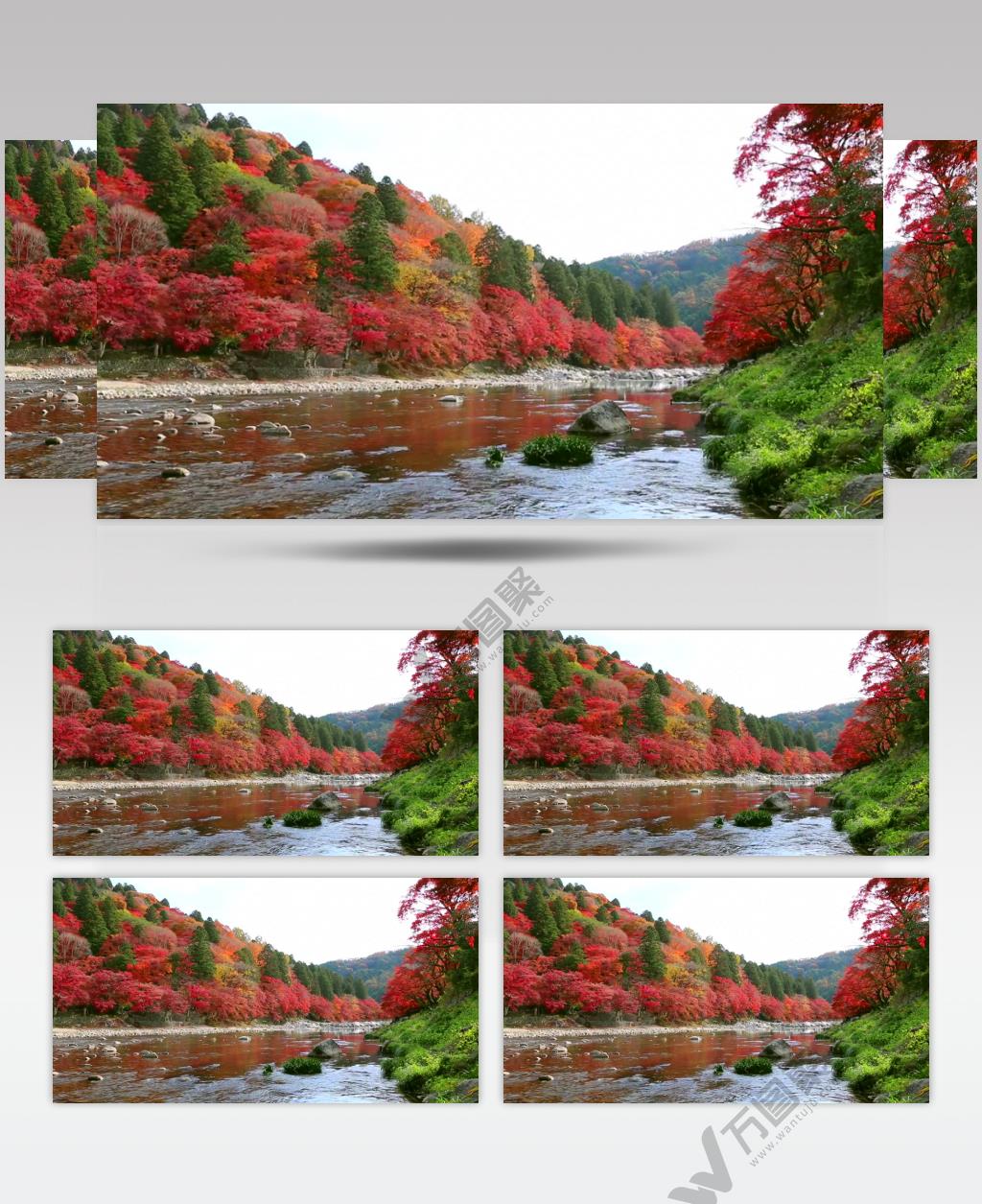 树林树木秋天风景 AM053-8植物 视频下载