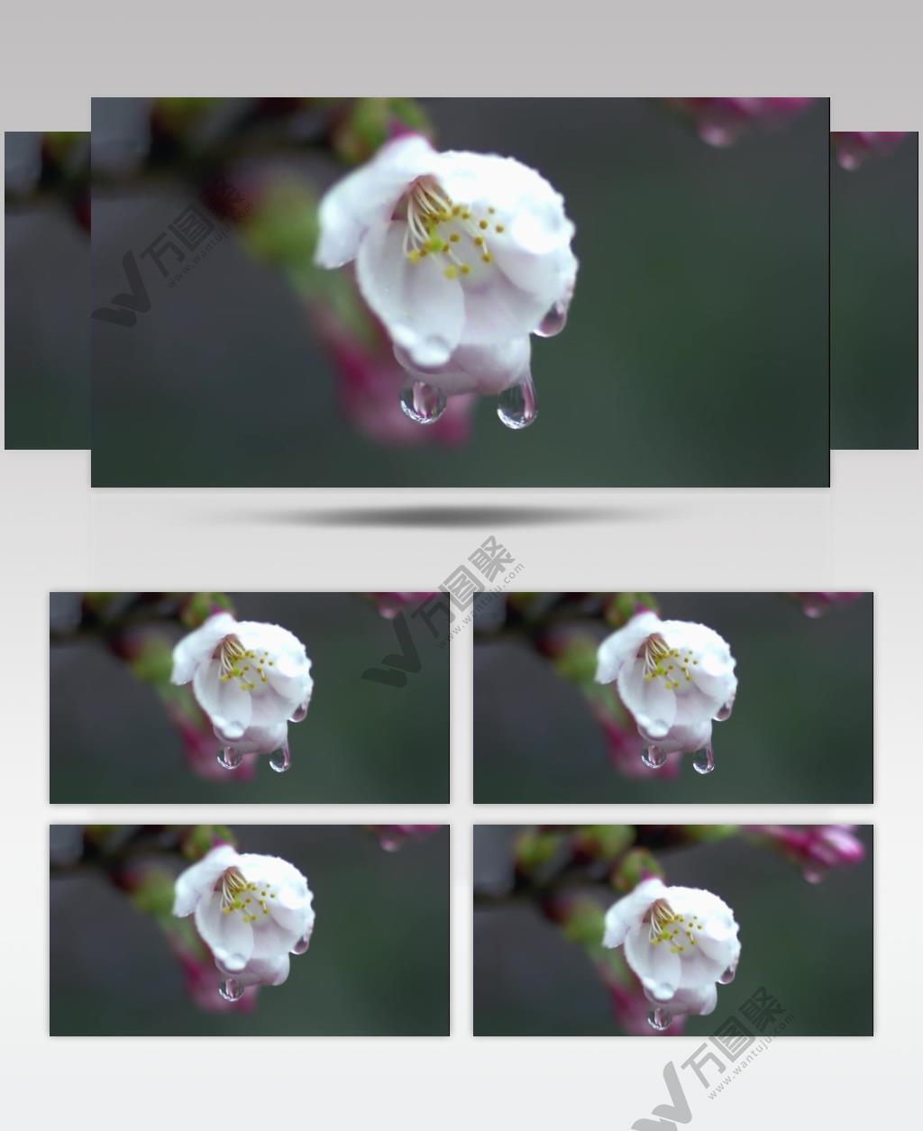 小清新美景系列款Y5796滴水的花 led视频素材