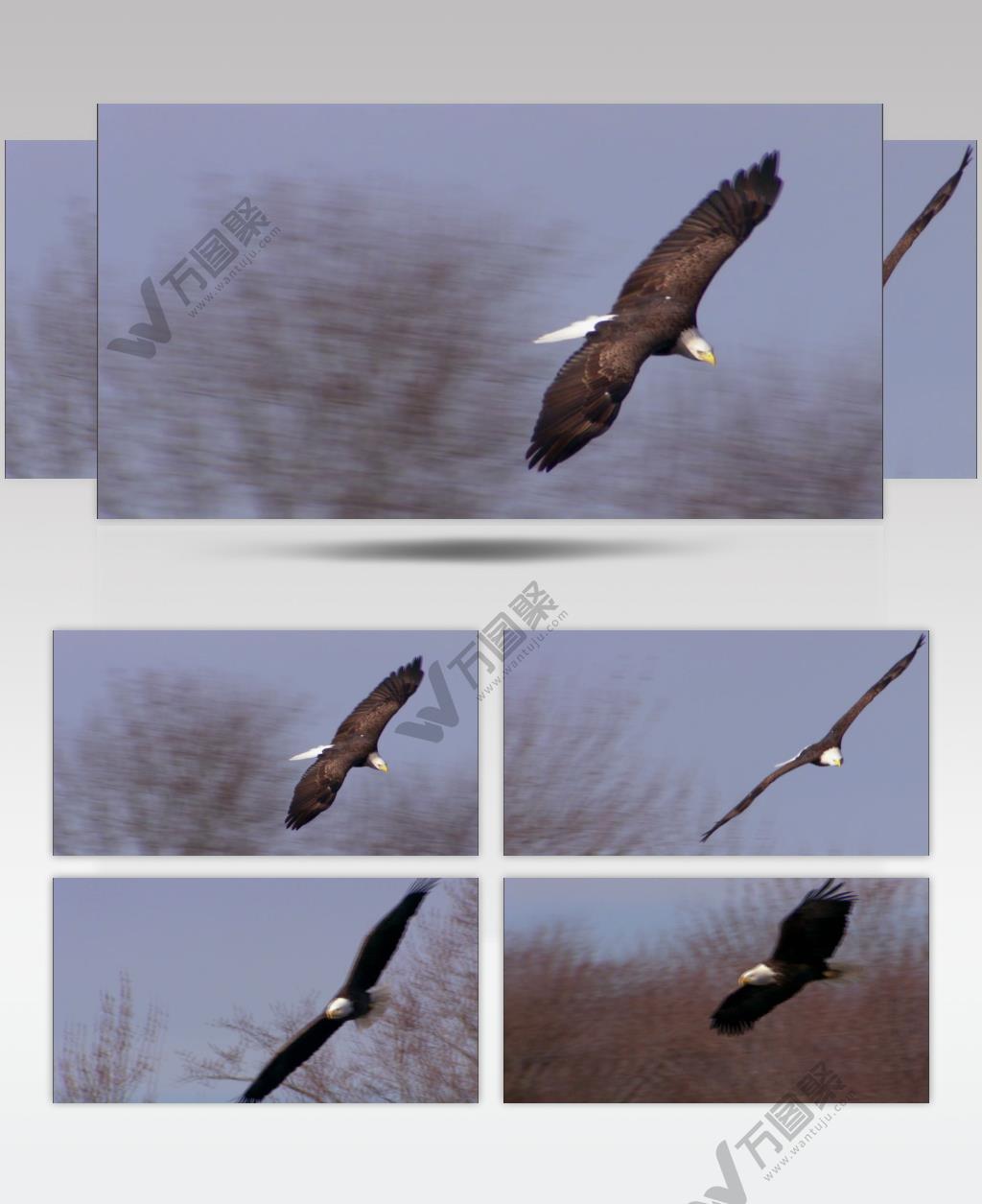 0597-鹰10动物视频动物动作