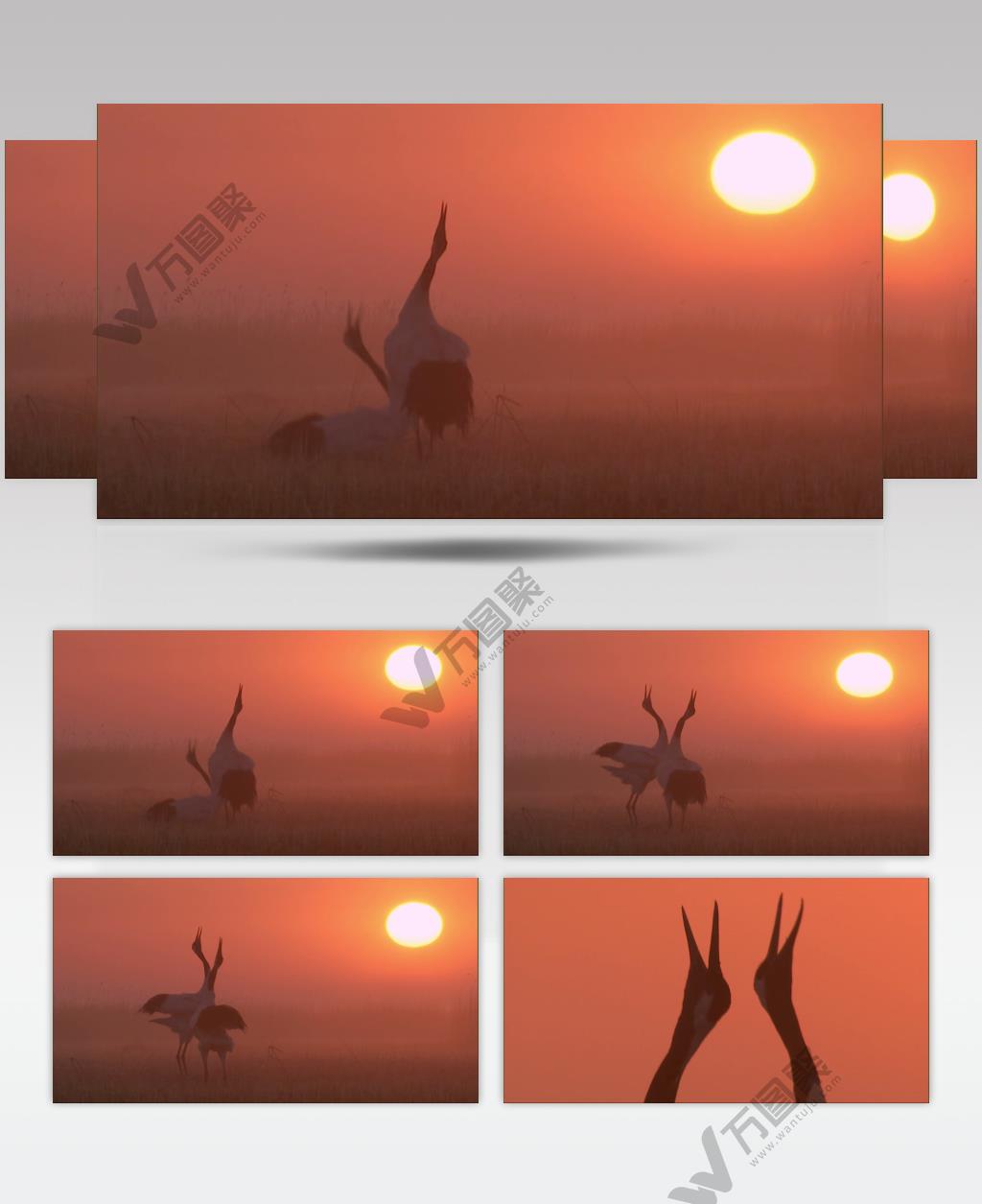 0545-晨光下的鹤舞动物视频动物动作