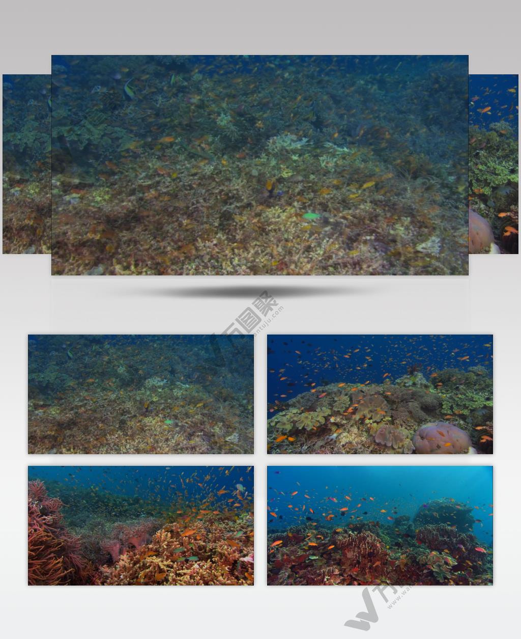 珊瑚海底2_batch中国高清实拍素材宣传片