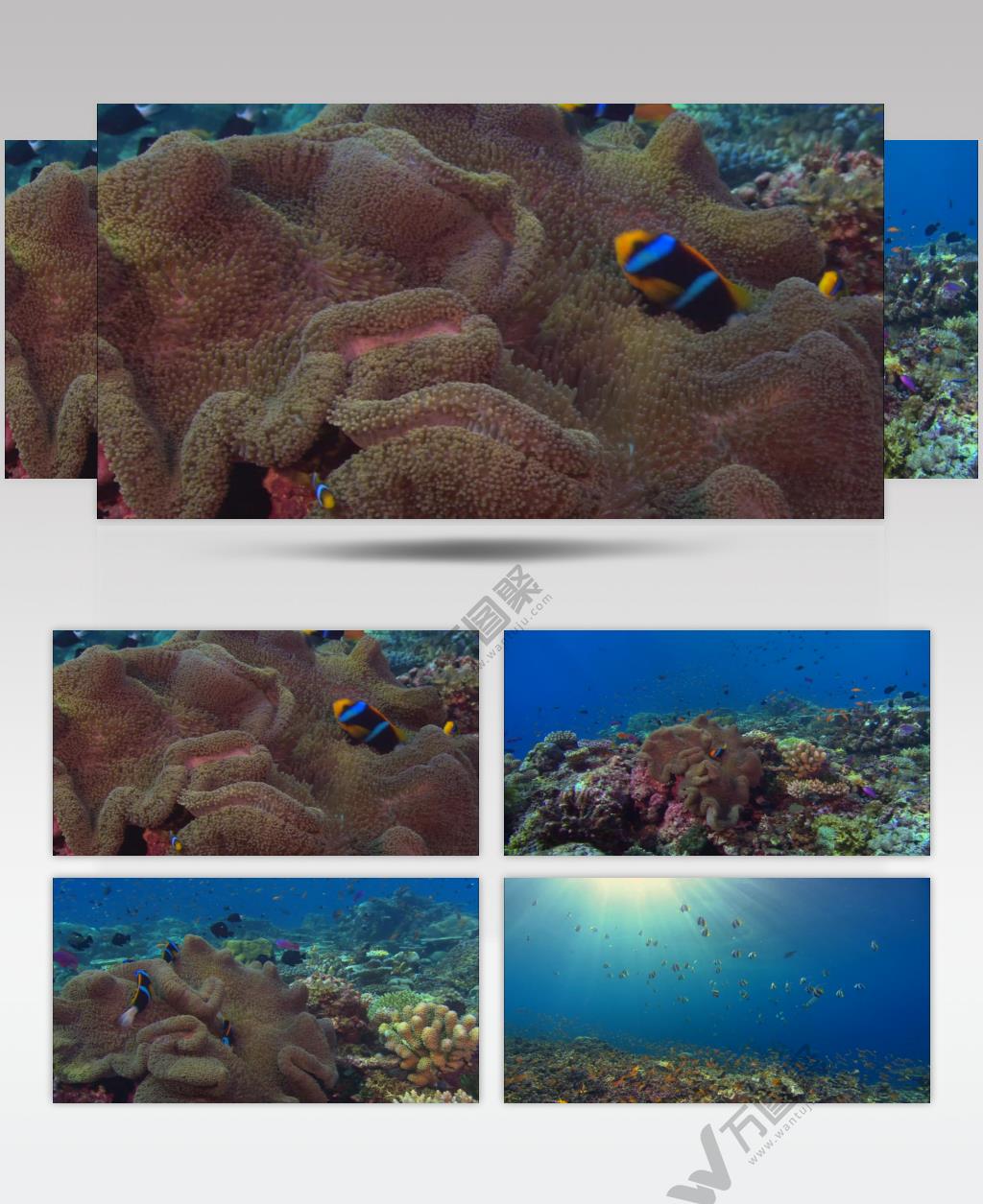 珊瑚海底3_batch中国高清实拍素材宣传片