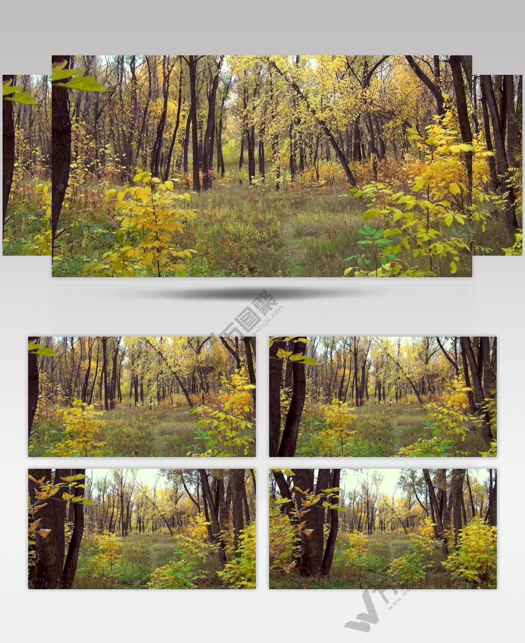 树林树木秋天风景 AM053-35植物 视频下载