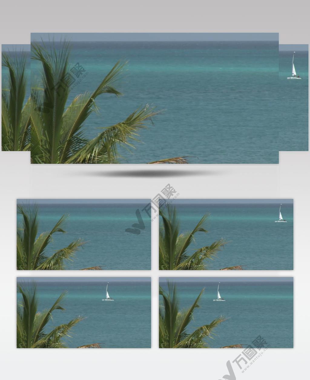 沙滩椰树 款A19152棕榈叶海洋帆船实拍视频无音乐_batch led视频背景下载