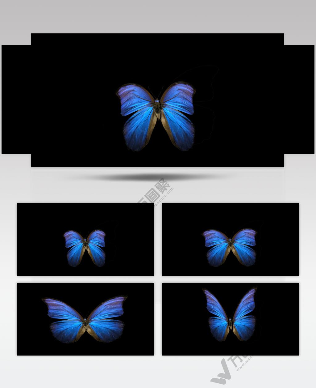 十三个漂亮缤纷的蝴蝶素材带通道2 视频素材下载