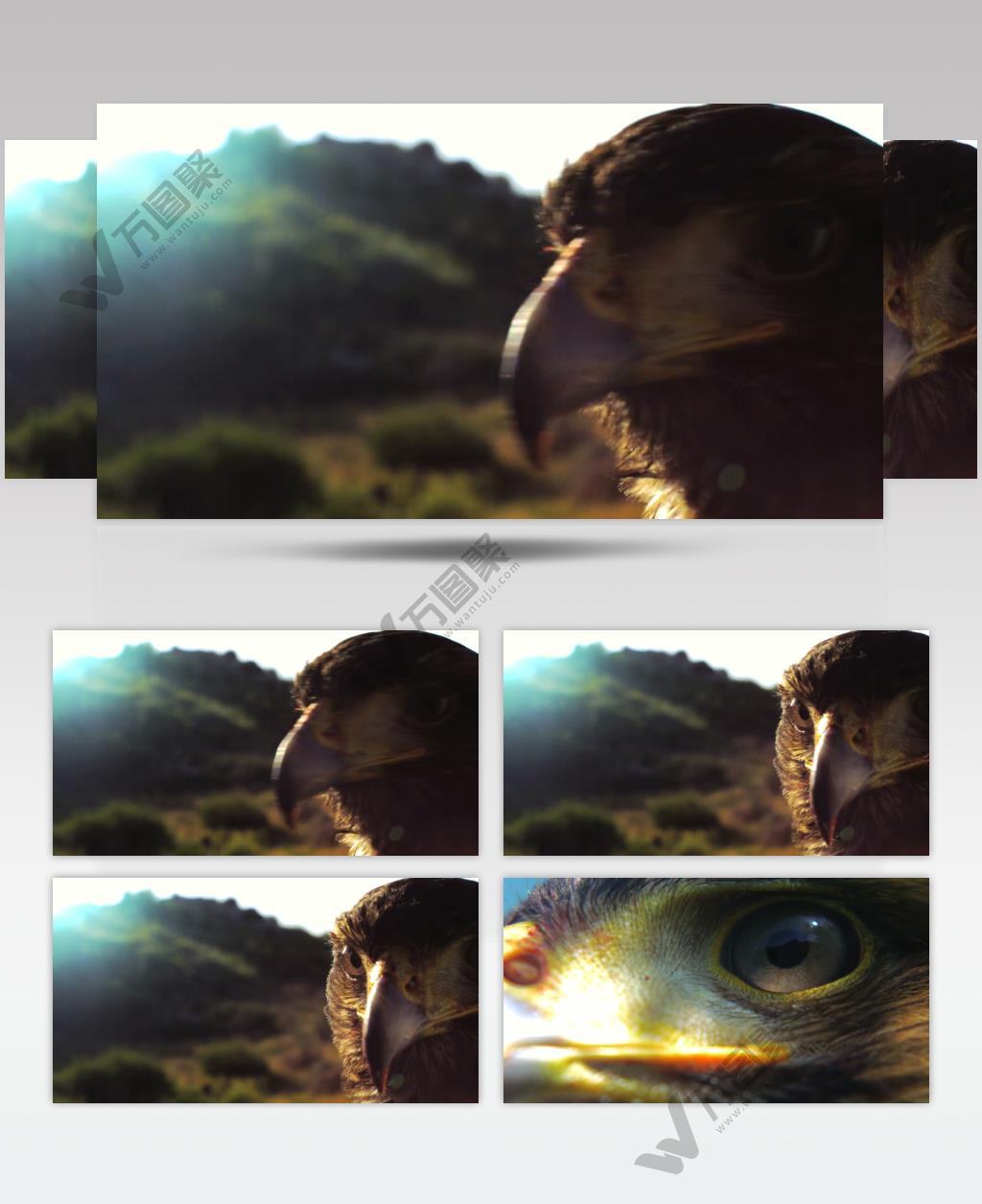 0573-雄鹰-特写2动物视频动物动作
