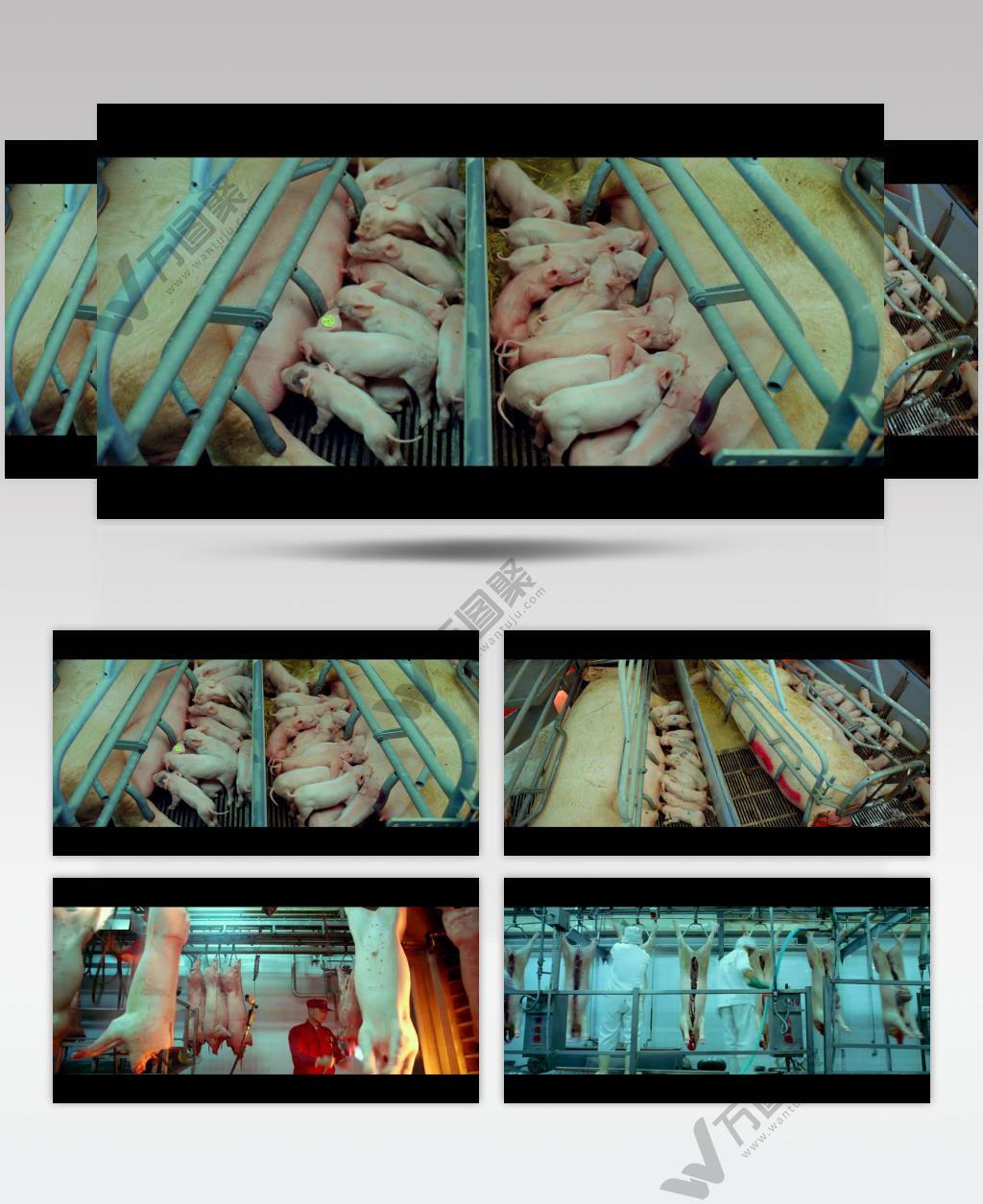 农业畜牧养殖养猪场猪仔小猪吃奶 猪肉加工生产高清实拍视频素材中国实拍视频素材 视频下载中国实拍