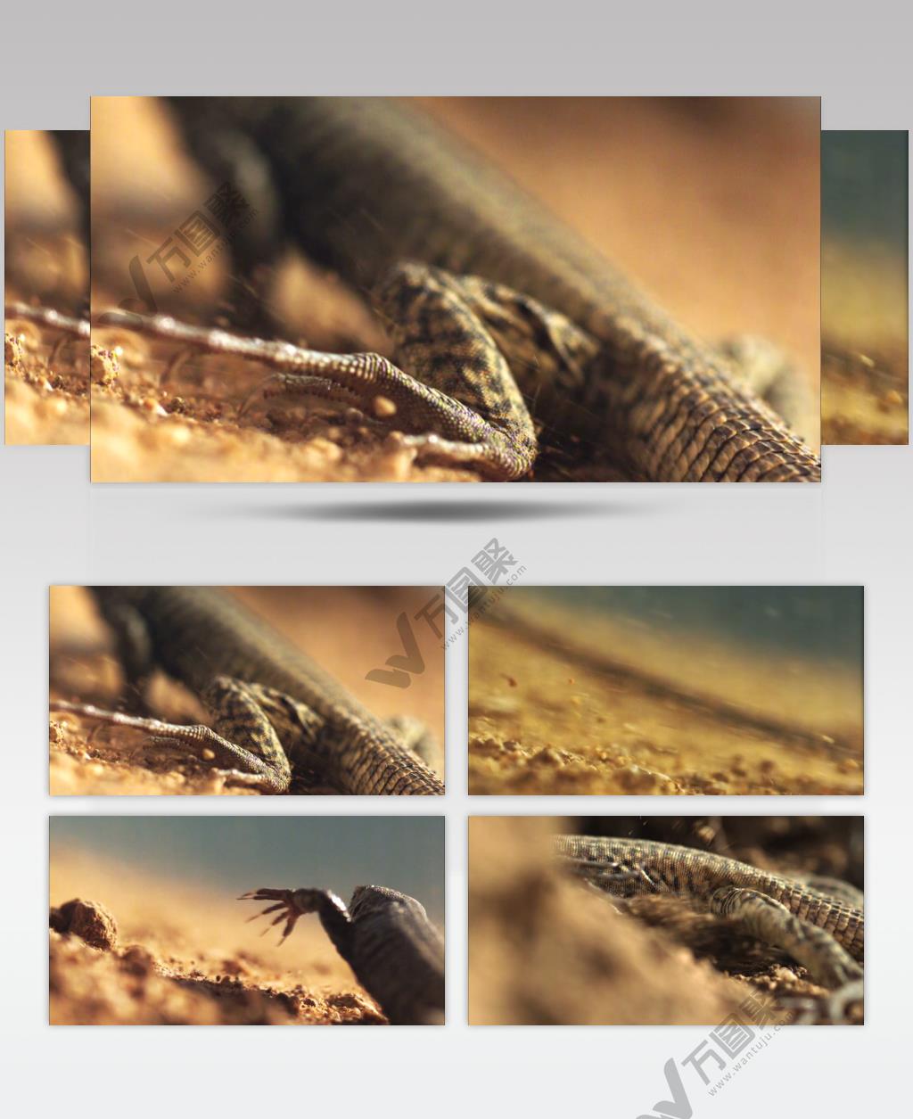 0562-沙漠中的蜥蚁 动物类