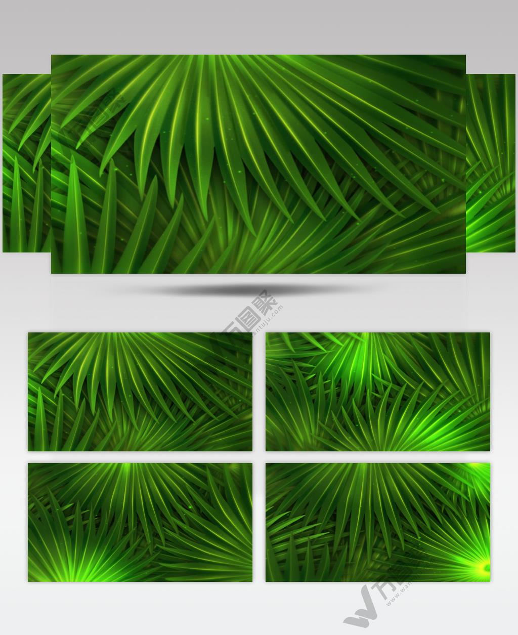 棕榈树叶循环素材-绿色环保  PalmPrivacySD 视频素材下载