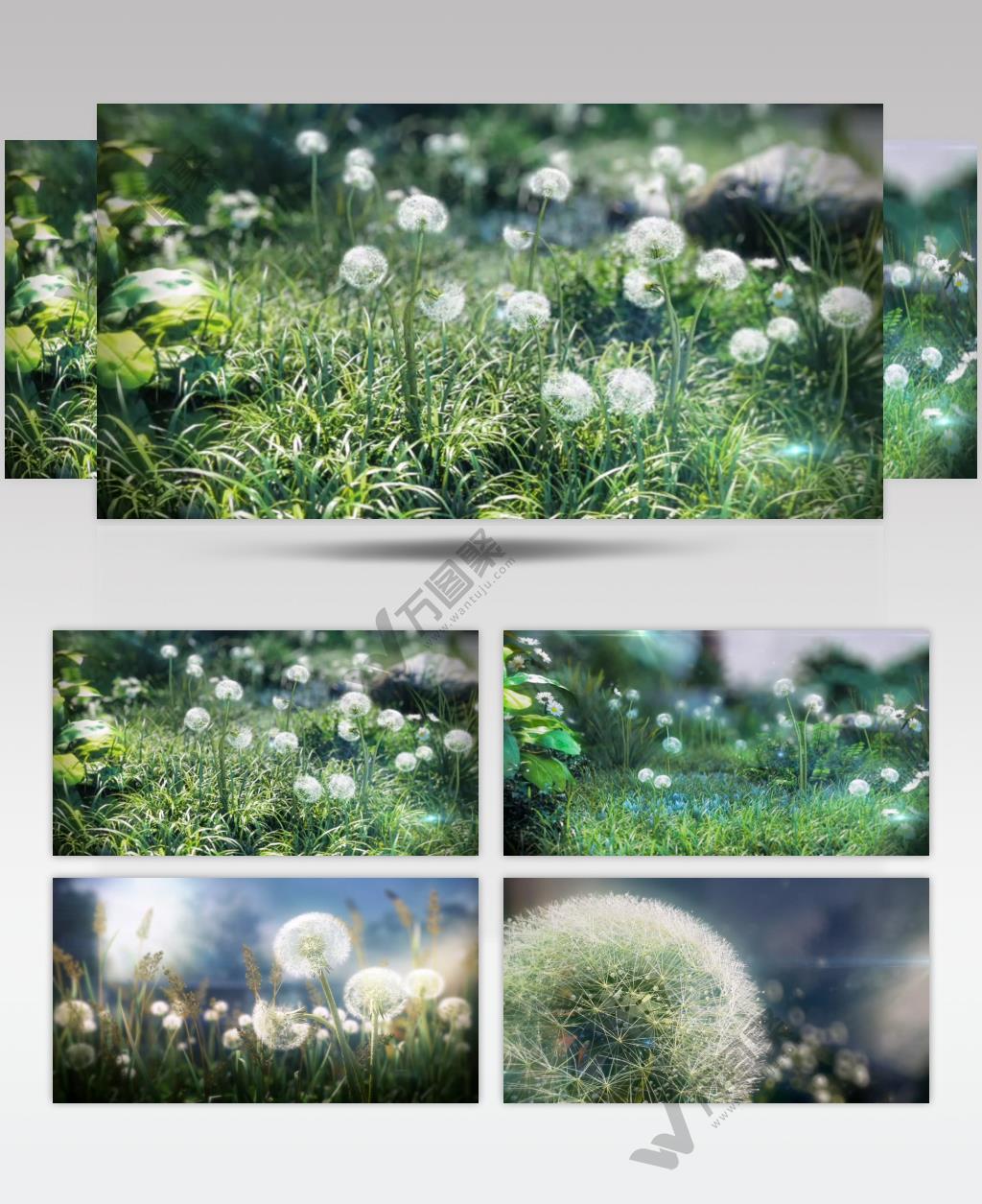 三维动画 高清视频素材 蒲公英 唯美画面 植物