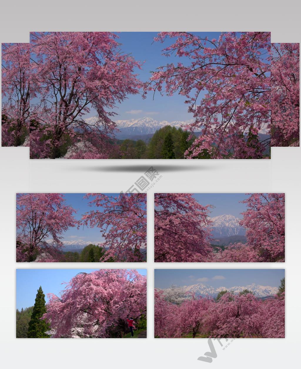 ［4K］ 盛开的樱花 4K片源 超高清实拍视频素材 自然风景山水花草树木瀑布超清素材