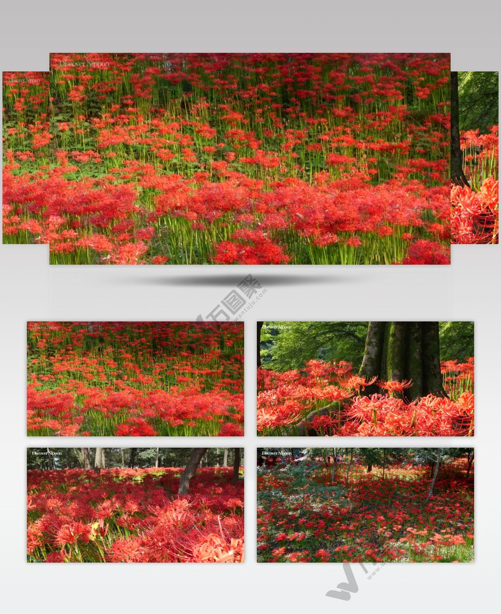 ［4k］ 红色的彼岸花 4K片源 超高清实拍视频素材 自然风景山水花草树木瀑布超清素材