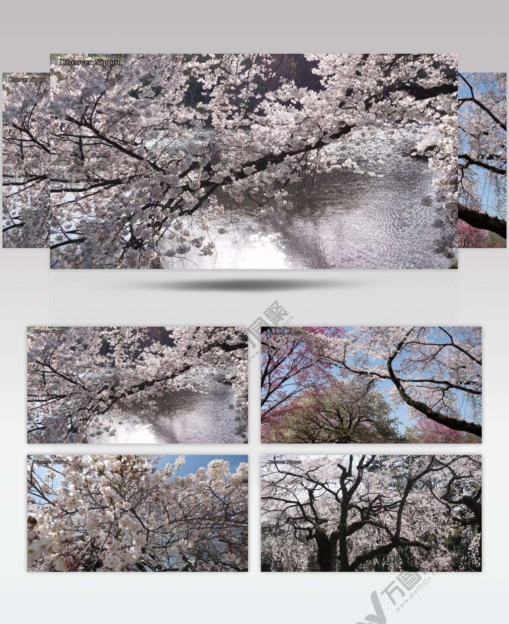 ［4K］ 日本樱花 4K片源 超高清实拍视频素材 自然风景山水花草树木瀑布超清素材
