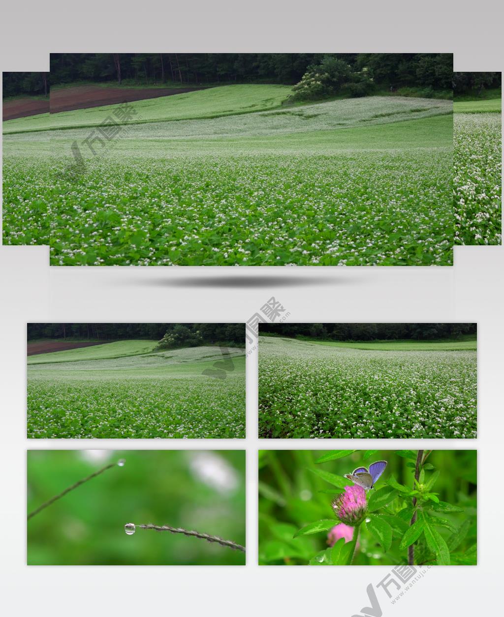 ［4K］ 花田2 4K片源 超高清实拍视频素材 自然风景山水花草树木瀑布超清素材