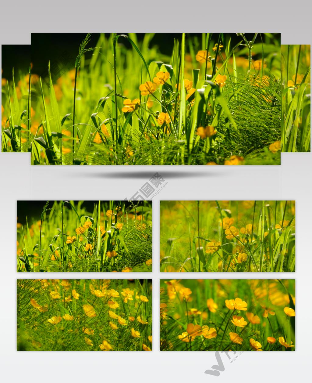 ［4K］ 山中的小花 4K片源 超高清实拍视频素材 自然风景山水花草树木瀑布超清素材