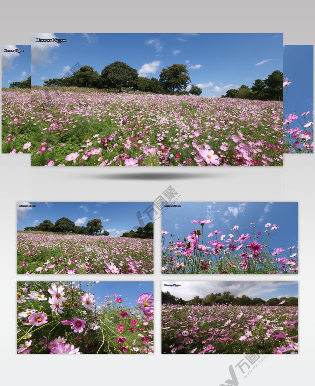 ［4K］ 草地上的大菊 4K片源 超高清实拍视频素材 自然风景山水花草树木瀑布超清素材