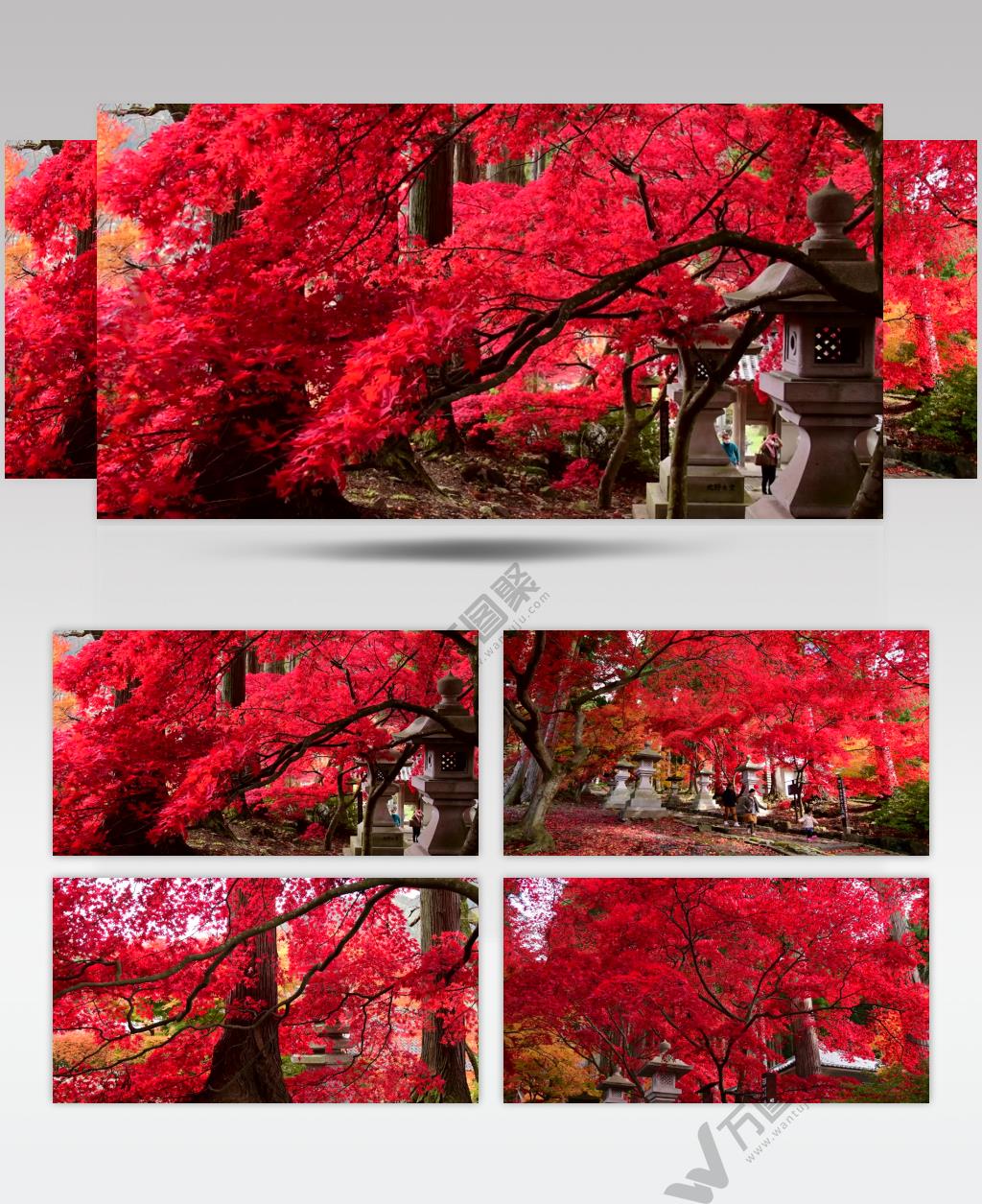 ［4K］ 红叶树 4K片源 超高清实拍视频素材 自然风景山水花草树木瀑布超清素材
