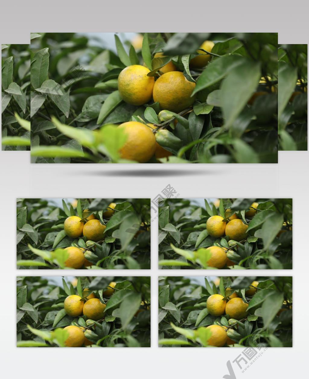 柑橘 果树 结果 挂果 丰收 特写 高清视频素材