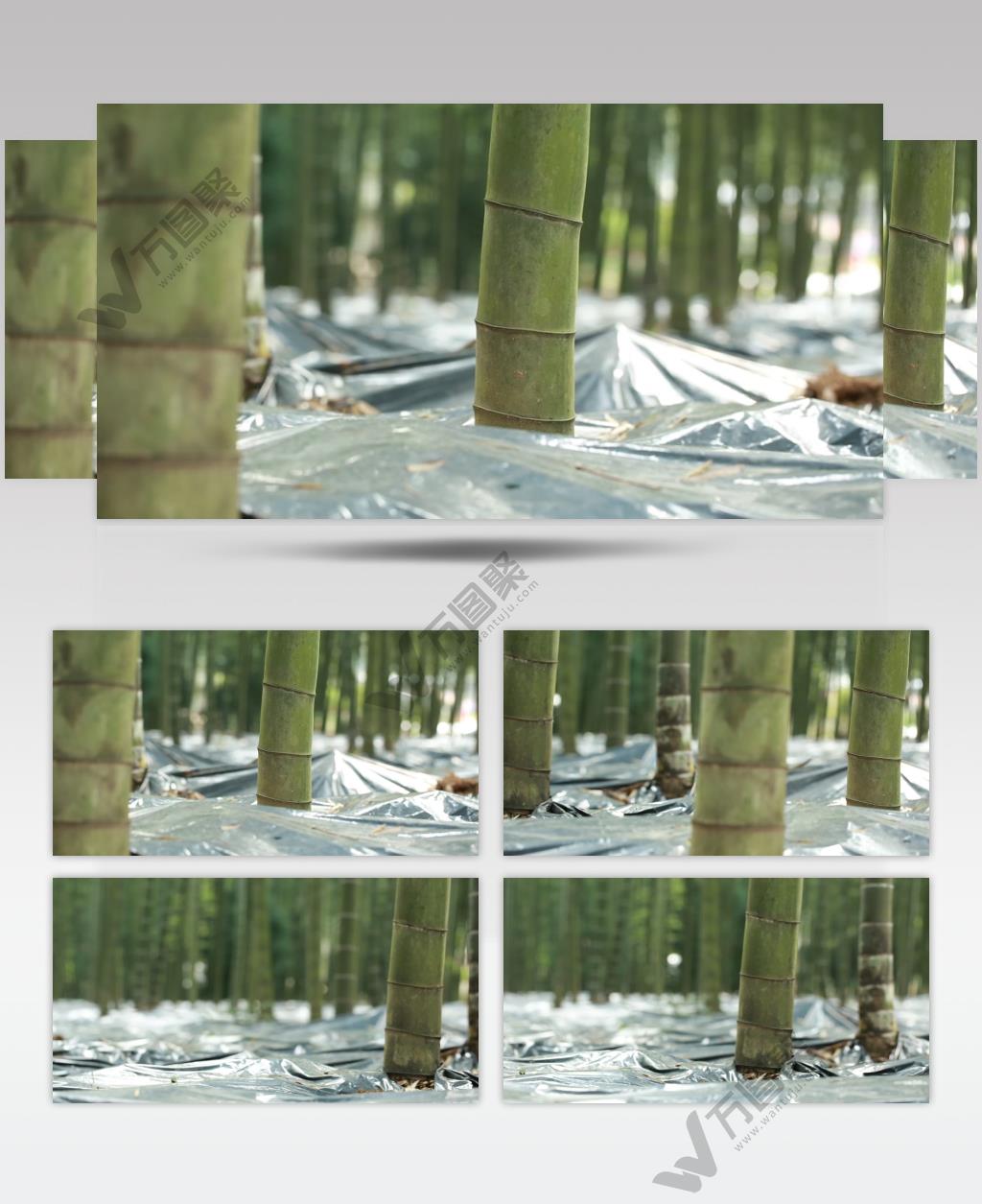 林下产业 竹荪蛋 竹荪 养殖 林竹 竹林 高清视频素材 实拍 竹林产业 竹子