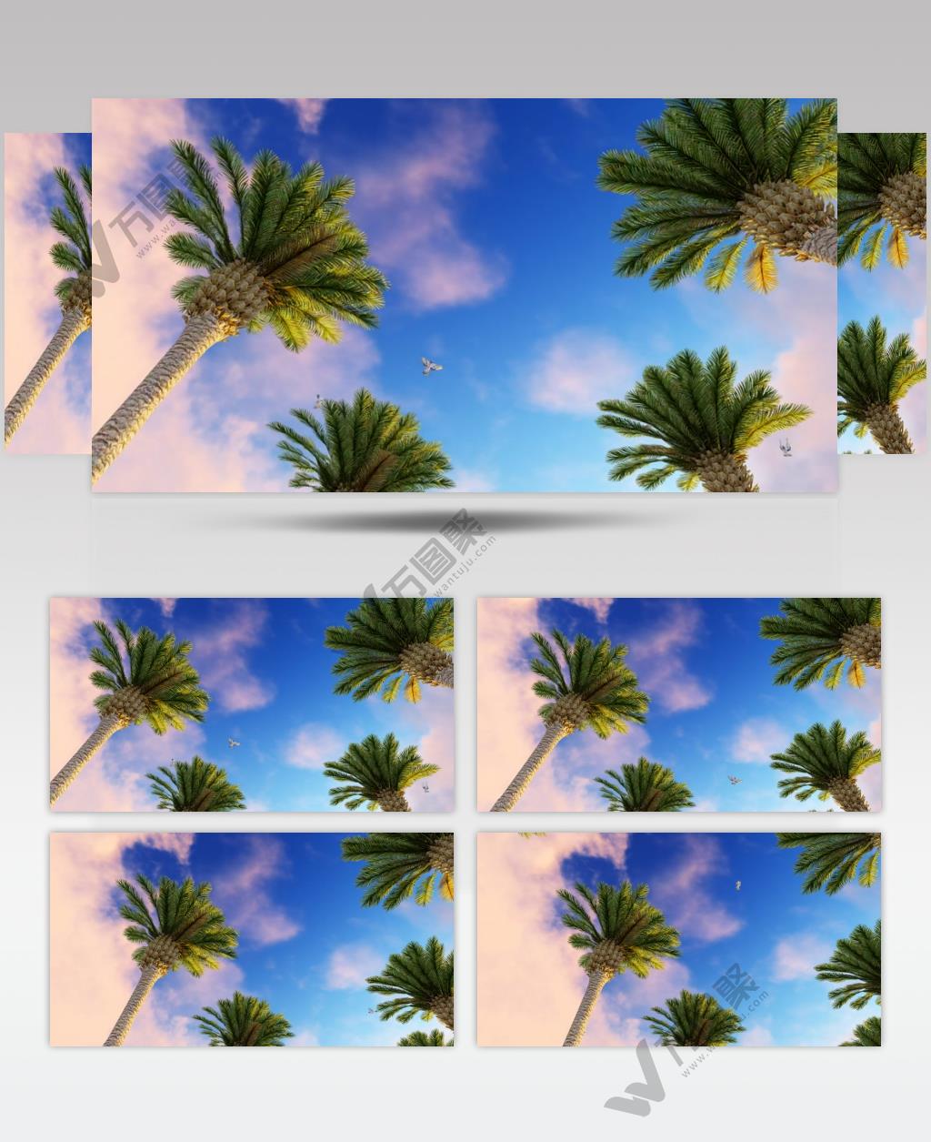 看晴朗的天空下棕榈树和飞翔的海鸟