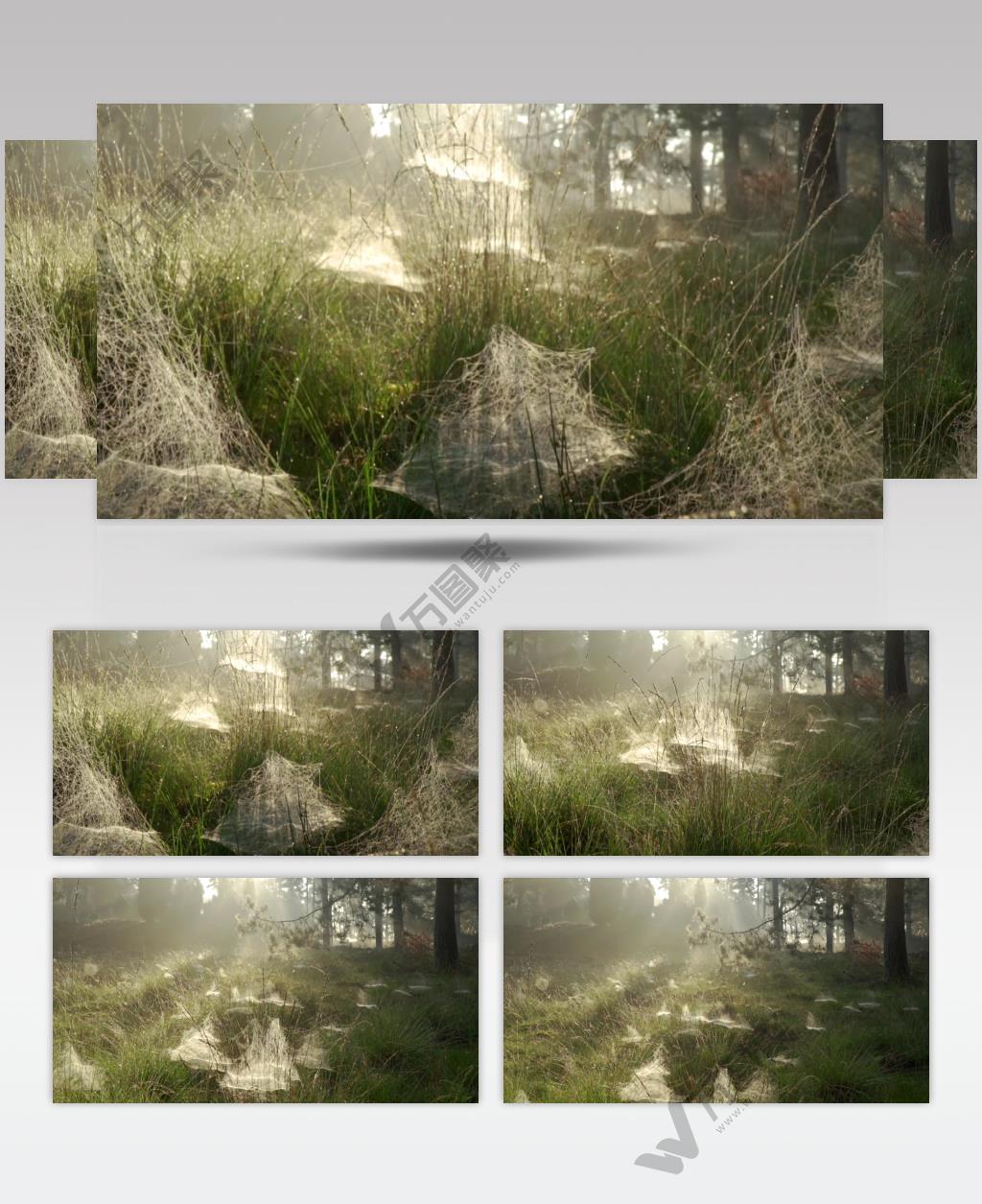 清晨散落在高高的草丛上的蜘蛛网视频素材