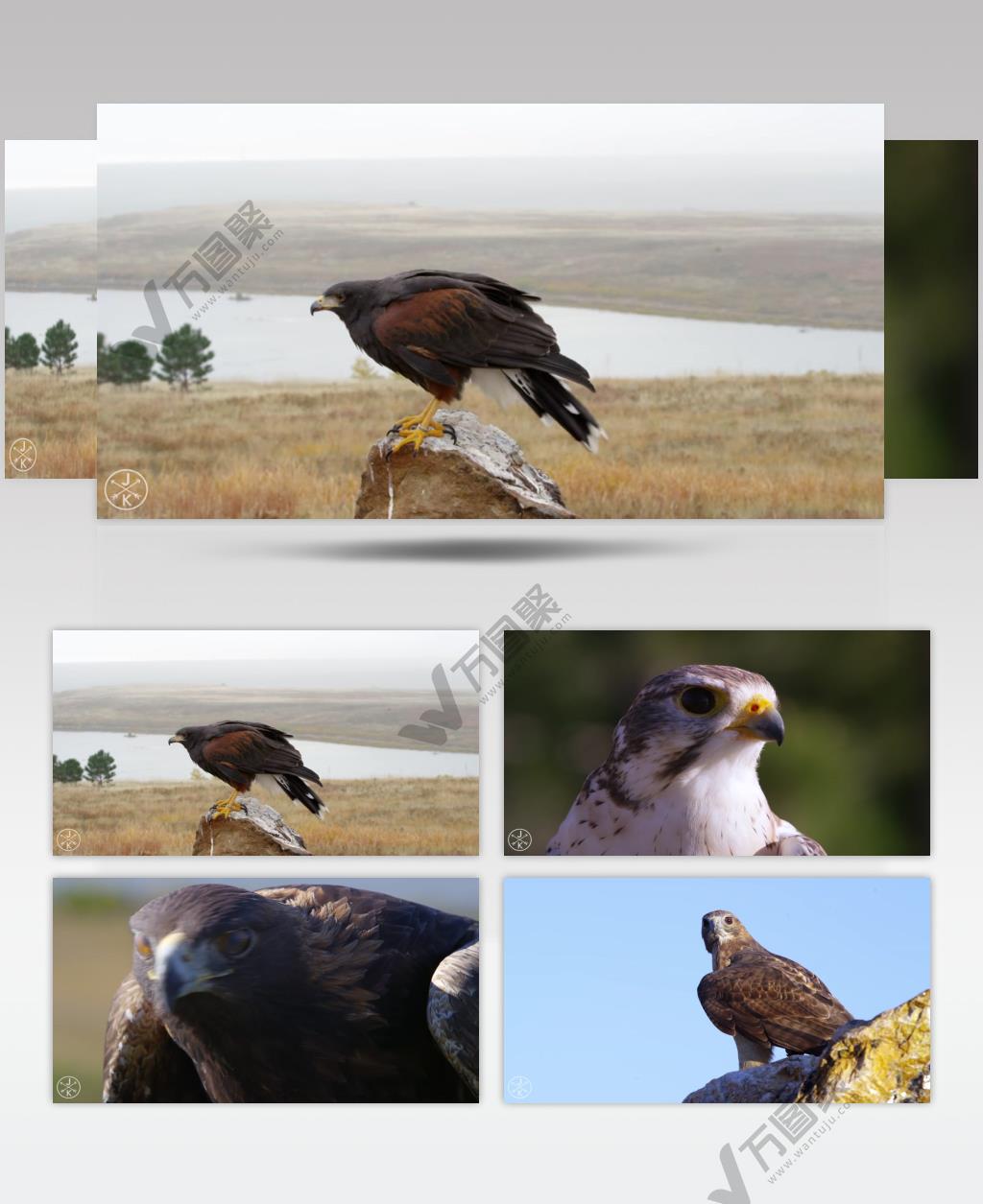 [4K] 鸷鸟 演示片