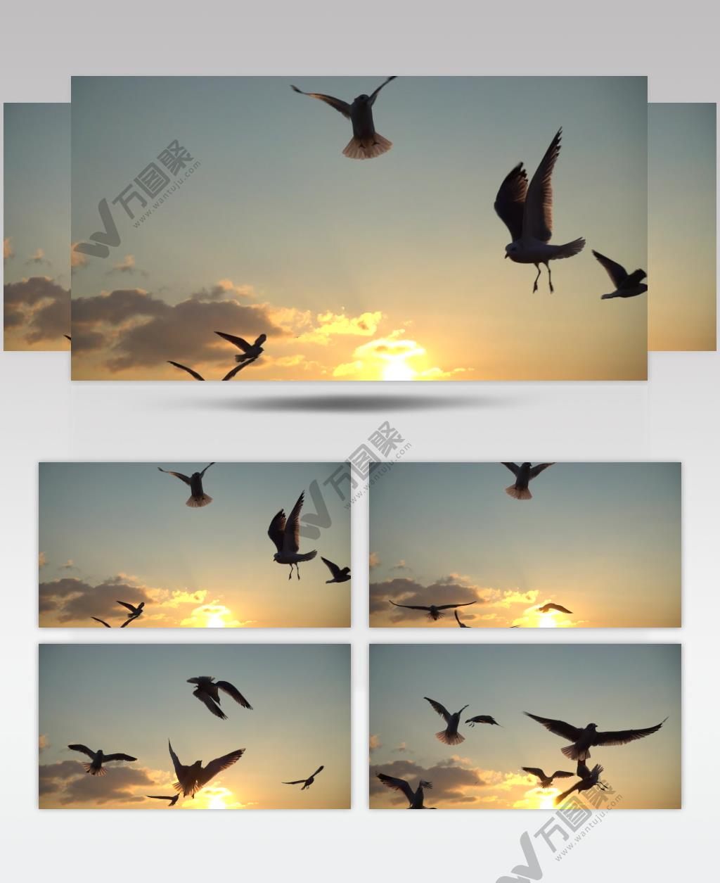 实拍海边的黄昏天空下一群海鸥在空中飞舞盘旋