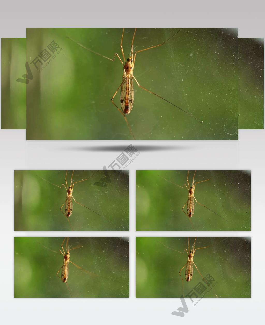 近摄看一只蚊子被困蜘蛛网上挣脱不下