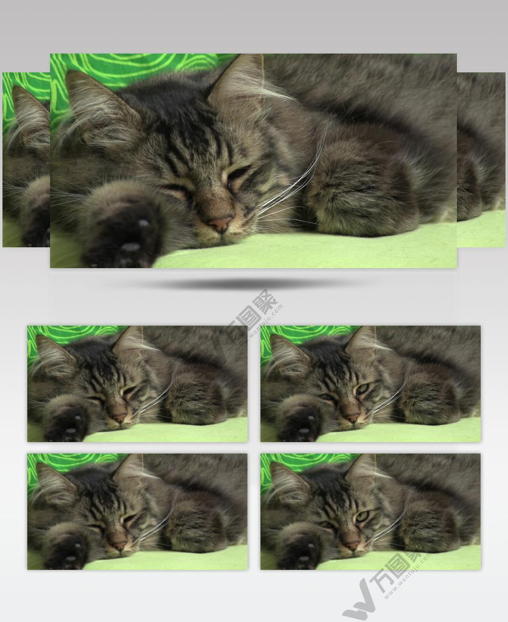 绿色背景猫实拍视频视频素材免费下载 万图聚网