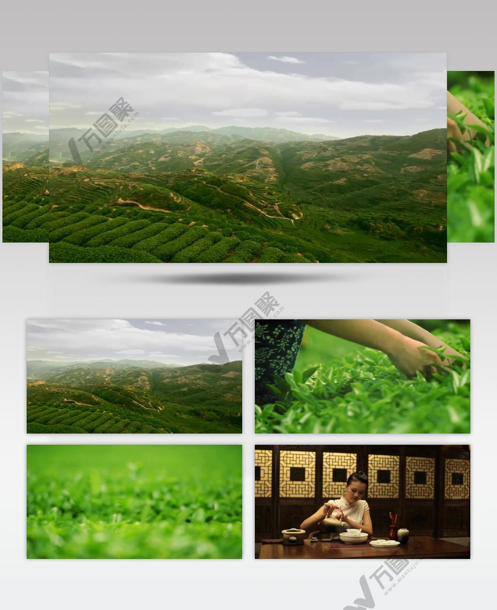 茶山茶园茶叶高清视频素材