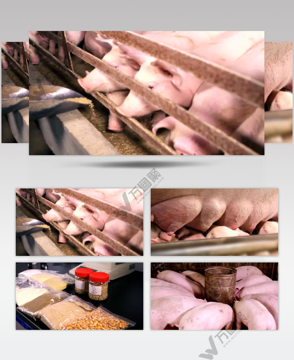 养猪场小猪仔饲料实拍素材