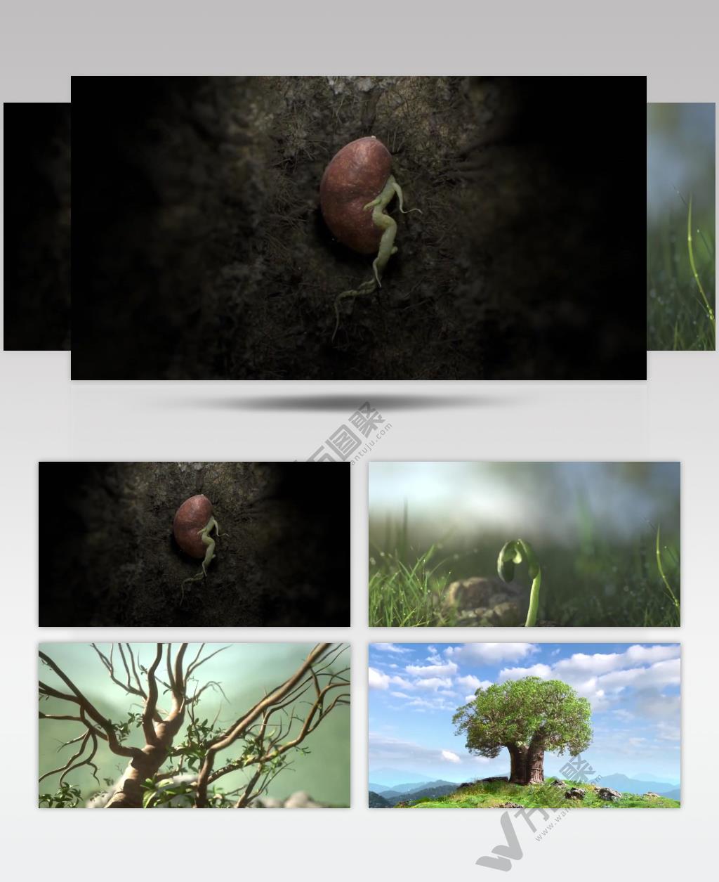 种子发芽生长变化力量