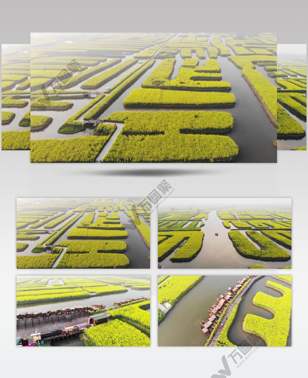 油菜花4K实拍素材