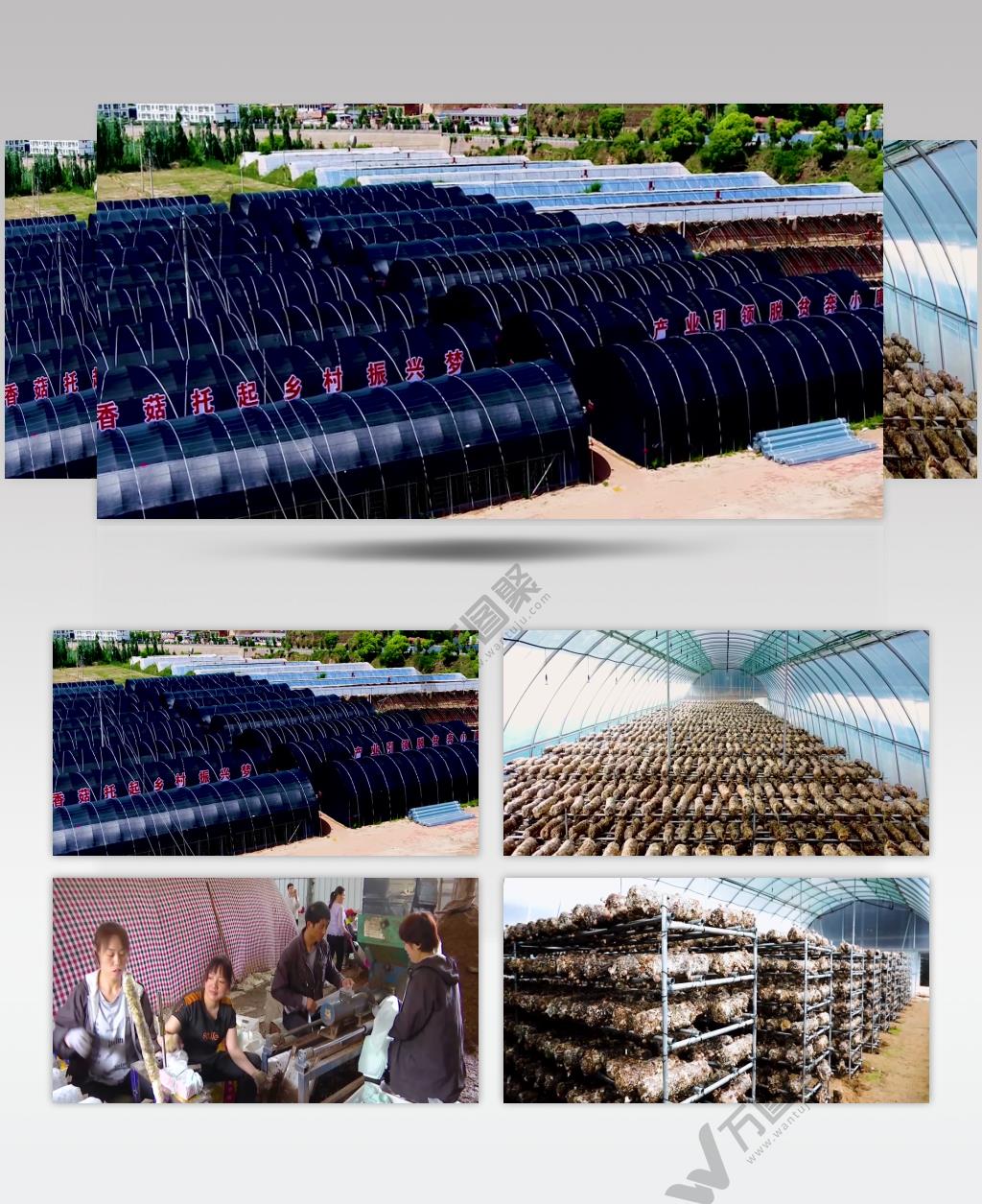 扶贫攻坚产业扶贫农业农村香菇种植