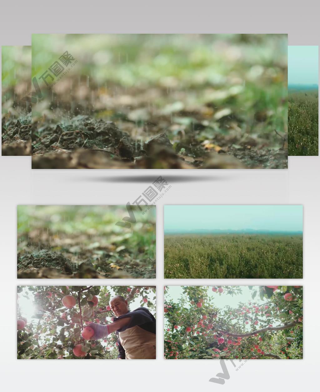 苹果园苹果丰收