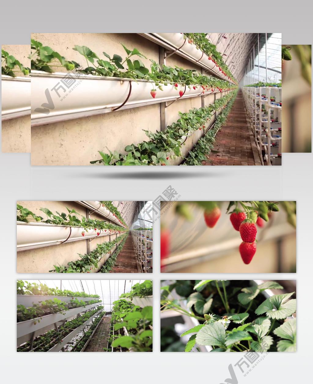 草莓种植采摘农业扶贫