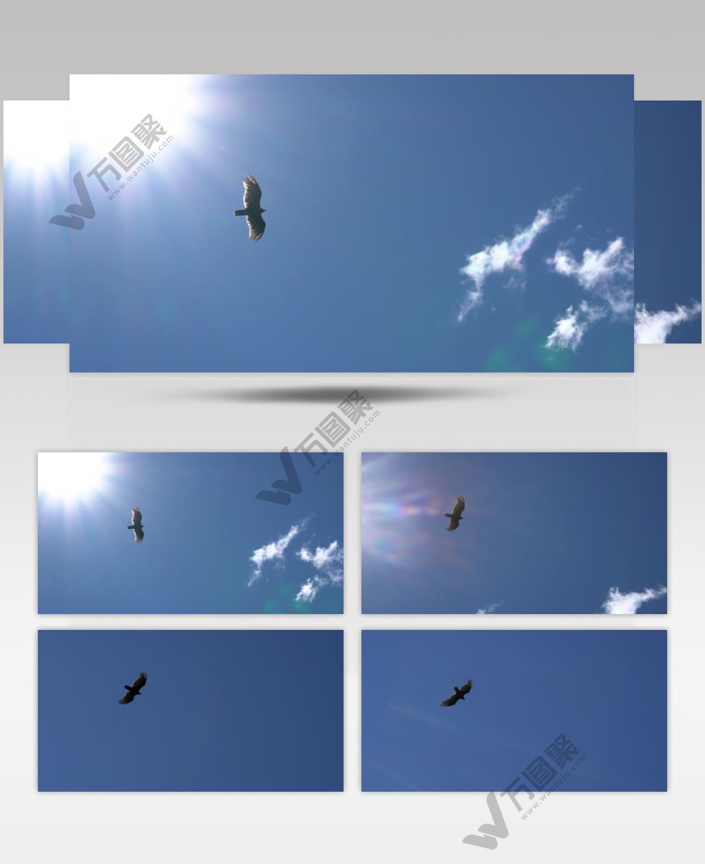 一只鹰在晴朗的天空中展翅滑翔