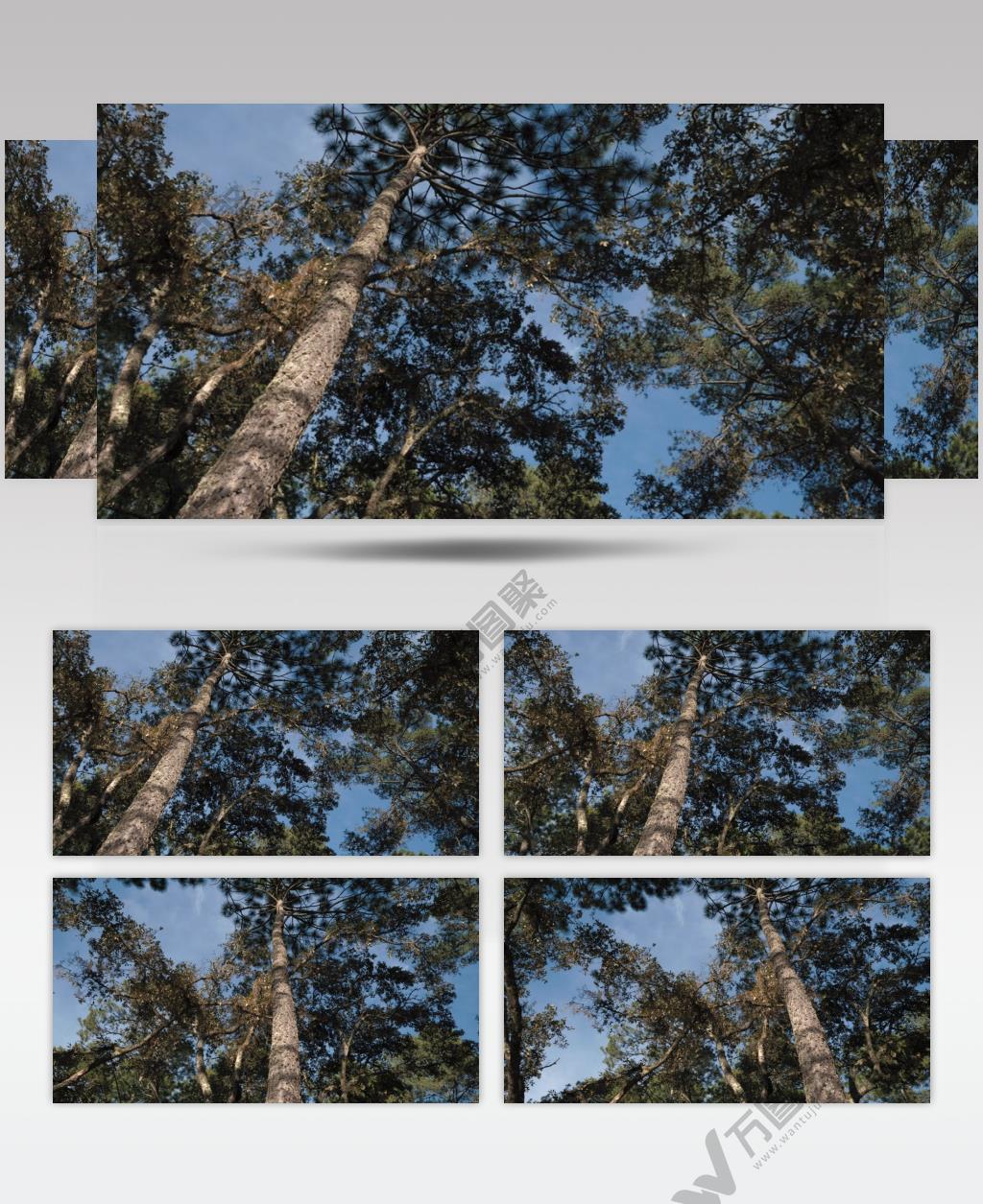 高高的树木和清澈的天空