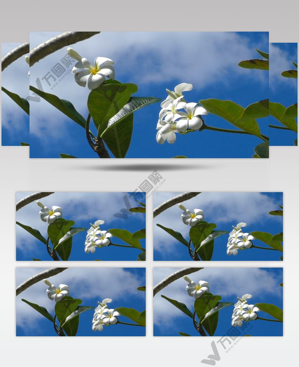 白色的花朵在晴朗的天空