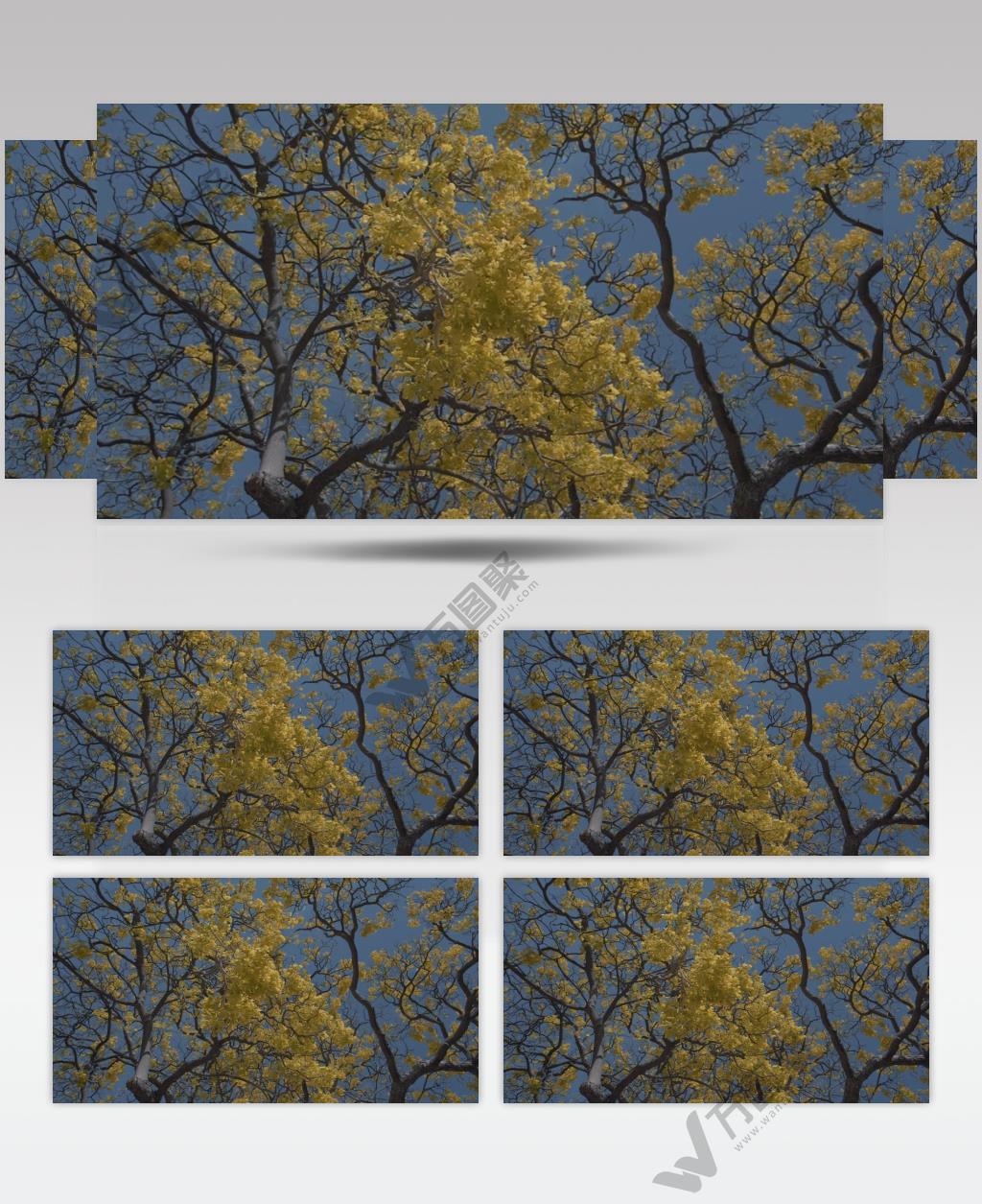秋天的下午，叶子黄的树
