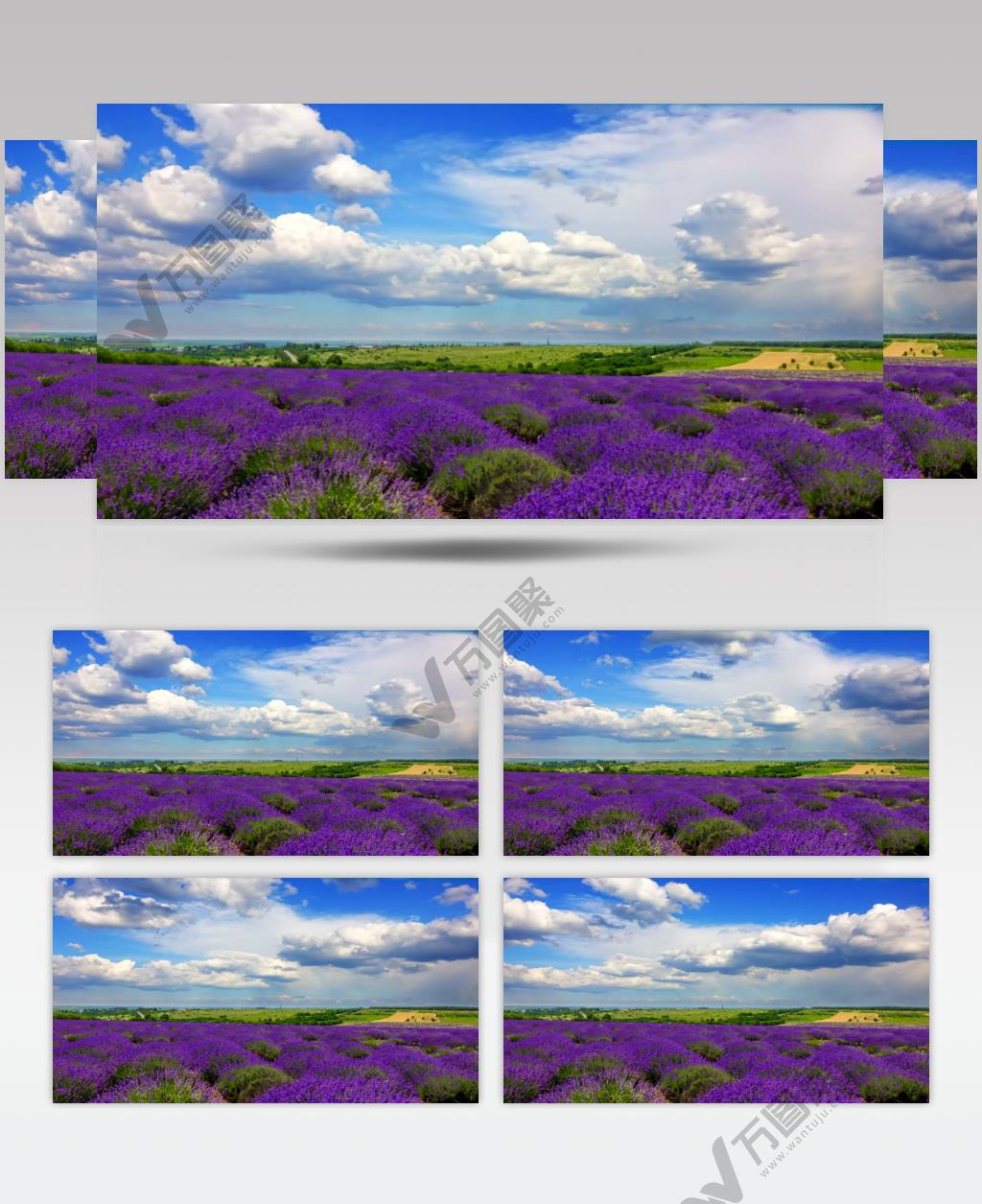 薰衣草田园景观