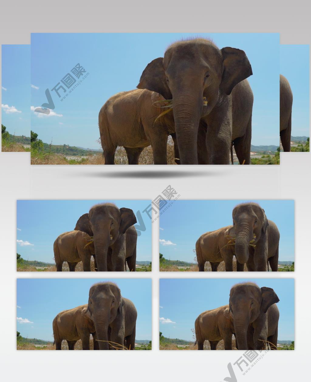 在太阳下近距离实拍非洲大象在吃食物