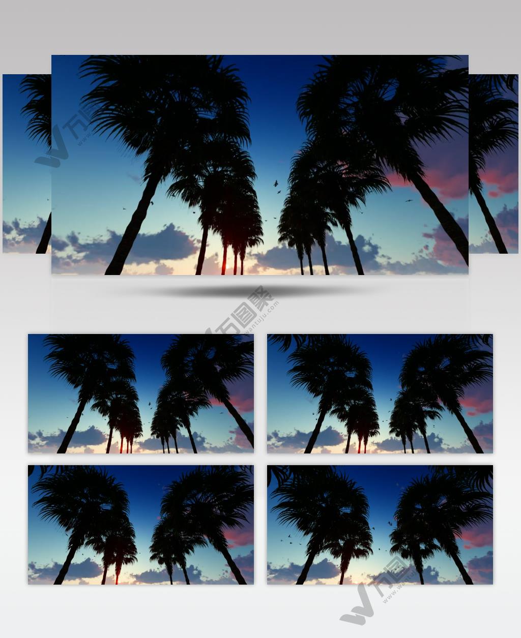 傍晚海岛上的椰树风景