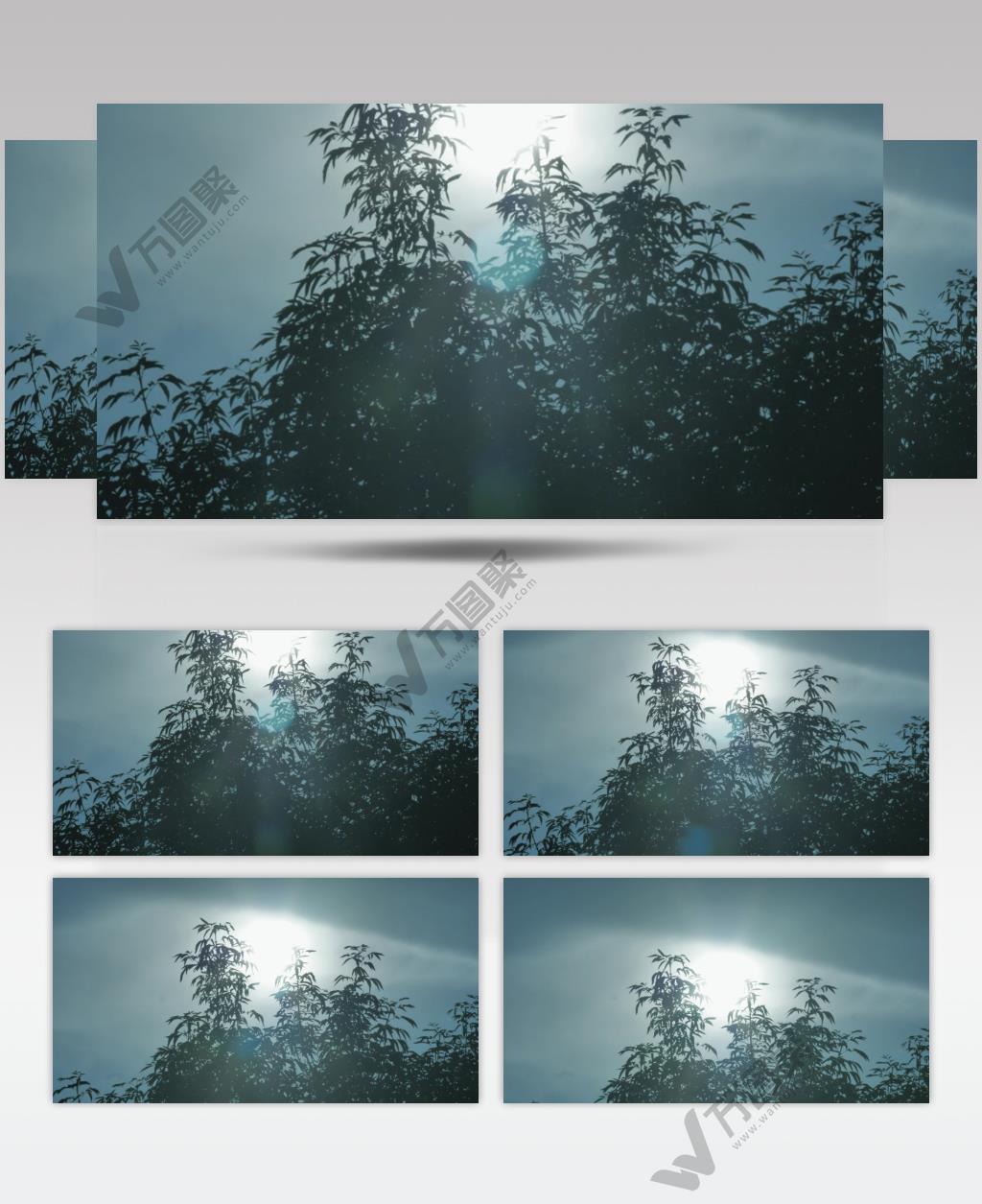 太阳在蓝天上照耀树在空气中缓慢地移动枝条